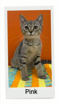 Pink -  Domestic Short Hair Cat for Adoption in Caistor Centre, Ontario - Pink | PetCurious
