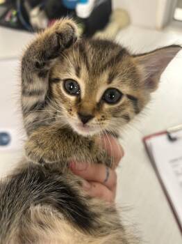 Sadie -  Domestic Short Hair Cat for Adoption in Greenfield, Indiana - Sadie | PetCurious