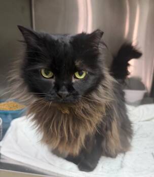 Merida -  Domestic Long Hair Cat for Adoption in Lagrange, Indiana - Merida | PetCurious
