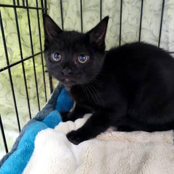 midnight -  Domestic Short Hair Cat for Adoption in Belfair, Washington - Midnight | PetCurious