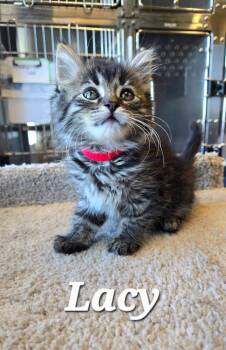 Lacy -  Domestic Medium Hair Cat for Adoption in Sidney, Ohio - Lacy | PetCurious