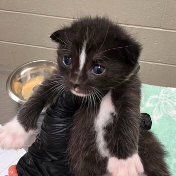 Maggie -  Domestic Short Hair Cat for Adoption in Bristol, Indiana - Maggie | PetCurious