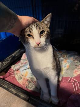 Domestic Short Hair Cats Available for Adoption - Bruce | PetCurious