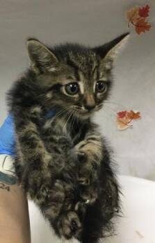 Rescue Domestic Short Hair Cats for Adoption in Riverside, California - BALOO | PetCurious