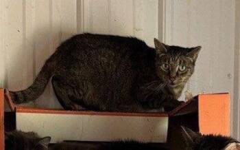 Tabby and Domestic Short Hair Cats Available for Adoption - Clinton | PetCurious