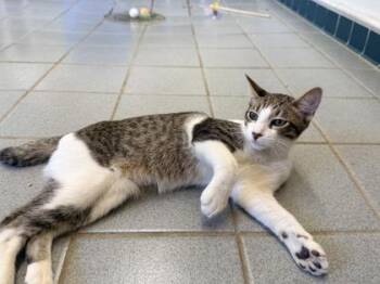 Domestic Short Hair Cats Available for Adoption in Honolulu, Hawaii - Emu | PetCurious