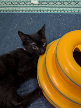 Rescue Domestic Short Hair Cats for Adoption in Milton, Georgia - Lestat De Lioncourt | PetCurious