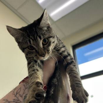 Rescue Domestic Short Hair Cats for Adoption in Las Vegas, Nevada - Maeve | PetCurious