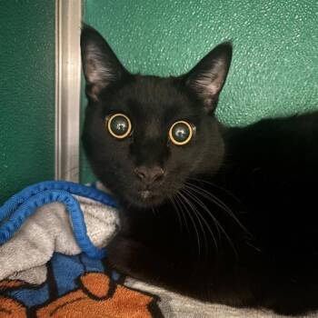 Domestic Short Hair Cats Available for Adoption in Tempe, Arizona - Mamba | PetCurious