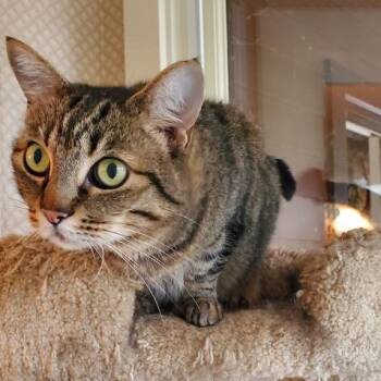 Rescue Domestic Medium Hair Cats for Adoption in Morgan Hill, California - Jerry | PetCurious