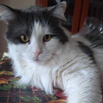 Rescue Domestic Medium Hair Cats for Adoption in Mississauga, Ontario - Tom & Jerry | PetCurious