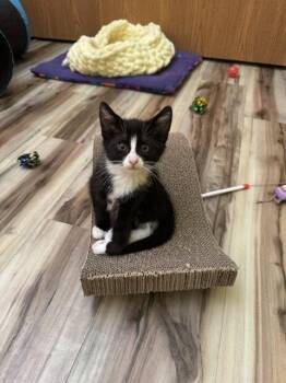 Lily -  Domestic Short Hair Cat for Adoption - Lily | PetCurious