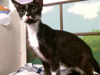 A2084060 -  Domestic Short Hair Cat for Adoption in Houston, Texas - A2084060 | PetCurious