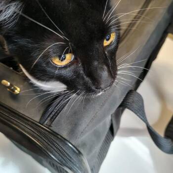 Pumpkin -  Domestic Short Hair Cat for Adoption in Ashtabula, Ohio - Pumpkin | PetCurious