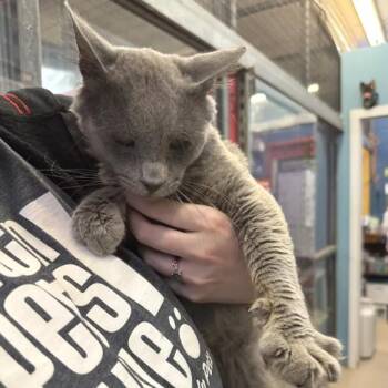Ashby -  Domestic Short Hair Cat for Adoption in Austin, Texas - Ashby | PetCurious