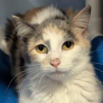 Barbera -  Dilute Calico and Tabby Cat for Adoption in Shippenville, Pennsylvania - Barbera | PetCurious