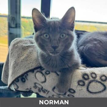Norman -  Domestic Short Hair Cat for Adoption in Toronto, Ontario - Norman | PetCurious