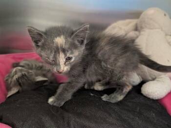 HAZEL -  Domestic Short Hair Cat for Adoption in Dallas, Texas - HAZEL | PetCurious