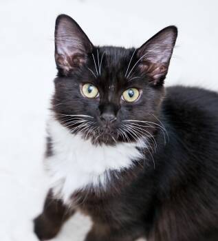 Rescue Domestic Medium Hair and Tuxedo Cats for Adoption in Chattanooga, Tennessee - Amren | PetCurious
