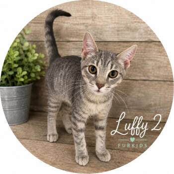 Luffy 2 -  Domestic Short Hair Cat for Adoption in Cumming, Georgia - Luffy 2 | PetCurious