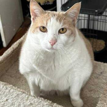 Clara (JUMBO lap cat) -  Domestic Short Hair Cat for Adoption in Huntington, New York - Clara (JUMBO Lap Cat) | PetCurious