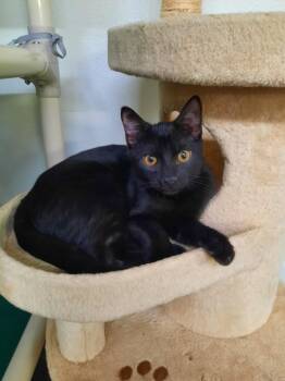 Rescue Domestic Short Hair Cats for Adoption in Rochester, New Hampshire - Milkshake | PetCurious