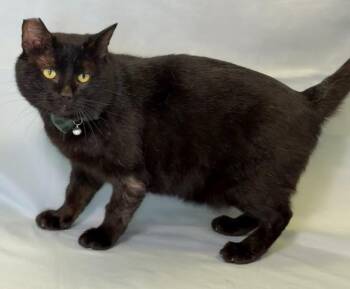 Kimmthy -  Domestic Short Hair Cat for Adoption in Columbus, Nebraska - Kimmthy | PetCurious