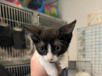 FLOWER -  Domestic Short Hair Cat for Adoption in Palo Alto, California - FLOWER | PetCurious