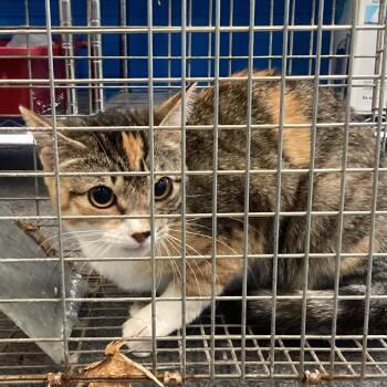 Domestic Short Hair Cats Available for Adoption in Montgomery, Alabama - Pepper | PetCurious