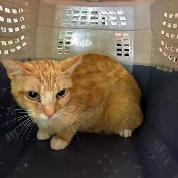 Domestic Short Hair Cats Available for Adoption in Huntington, West Virginia - Croissant | PetCurious