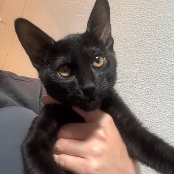 Sora -  Domestic Short Hair Cat for Adoption in Midland, Texas - Sora | PetCurious