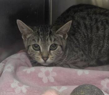Milk Dud -  Domestic Short Hair Cat for Adoption in East Brunswick, New Jersey - Milk Dud | PetCurious