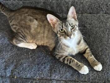 Domestic Short Hair Cats Available for Adoption in Powdersville, South Carolina - Louie | PetCurious
