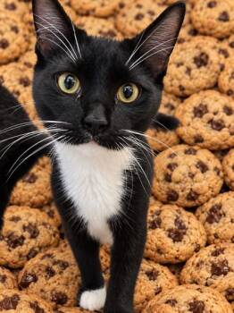 Chip 568-26 -  Domestic Short Hair Cat for Adoption in Cumming, Georgia - Chip 568-26 | PetCurious