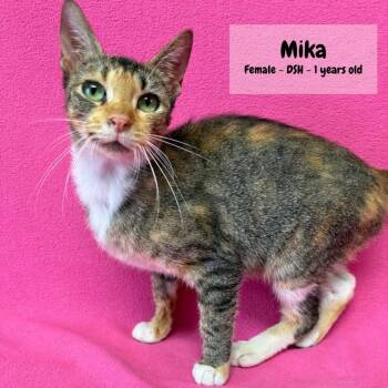 Mika -  Domestic Short Hair Cat for Adoption in Buffalo, Minnesota - Mika | PetCurious