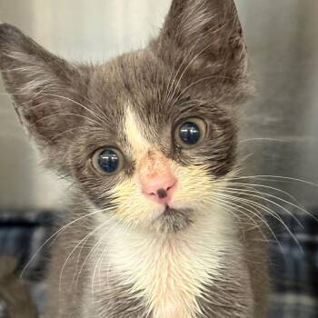 Freddy -  Domestic Short Hair Cat for Adoption in Newark, New Jersey - Freddy | PetCurious