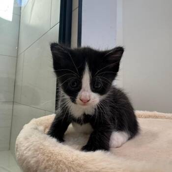 Domestic Short Hair Cats Available for Adoption in Fort Lauderdale, Florida - Harper | PetCurious