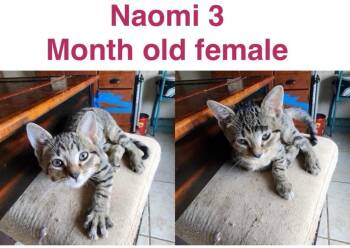 NAOMI -  Domestic Short Hair Cat for Adoption in Mustang, Oklahoma - NAOMI | PetCurious
