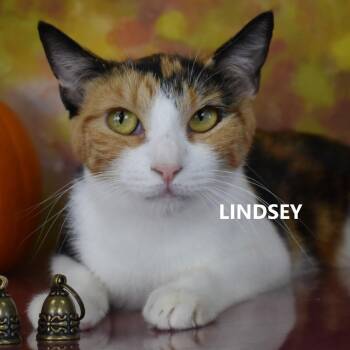 Lindsey -  Domestic Short Hair Cat for Adoption in Yuma, Arizona - Lindsey | PetCurious