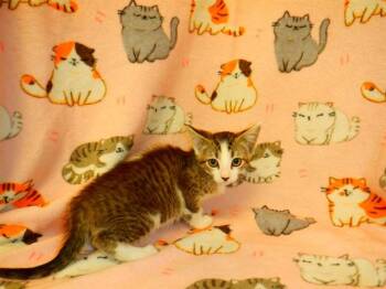 A1410634 -  Domestic Short Hair Cat for Adoption in San Jose, California - A1410634 | PetCurious
