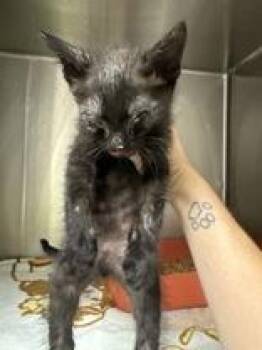 Billie Eyeless -  Domestic Short Hair Cat for Adoption in Lake Tapwingo, Missouri - Billie Eyeless | PetCurious