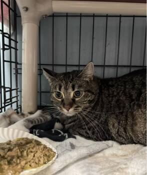 Rescue Domestic Short Hair Cats for Adoption in Chicago, Illinois - Charlie | PetCurious