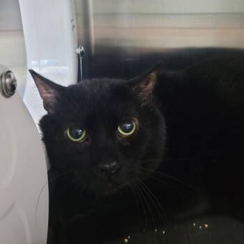 Sylvester -  Domestic Short Hair Cat for Adoption in Las Vegas, Nevada - Sylvester | PetCurious