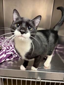 Domestic Short Hair Cats Available for Adoption - Gambit | PetCurious