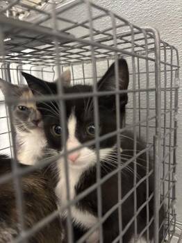 Domestic Short Hair Cats Available for Adoption - FLOUNDER | PetCurious