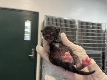 Domestic Short Hair Cats Available for Adoption in Thousand Palms, California - A1910529 | PetCurious