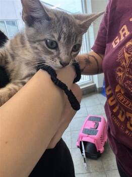 TOASTER -  Domestic Short Hair Cat for Adoption in San Antonio, Texas - TOASTER | PetCurious