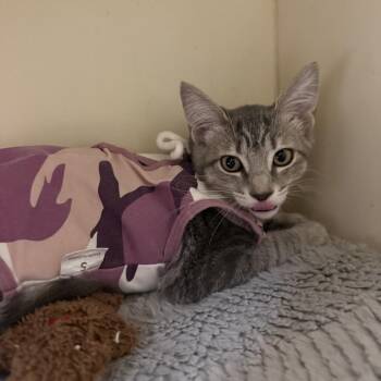 Polly -  Domestic Short Hair Cat for Adoption in Wilmington, Delaware - Polly | PetCurious
