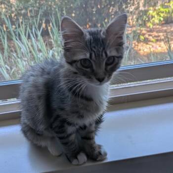 Fern -  Domestic Short Hair Cat for Adoption in Washougal, Washington - Fern | PetCurious