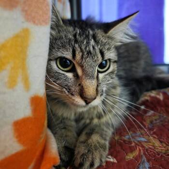 Mariela -  Domestic Medium Hair Cat for Adoption in Oshkosh, Wisconsin - Mariela | PetCurious